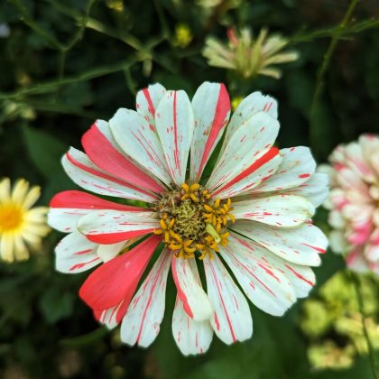 Candy Cane Zinnia