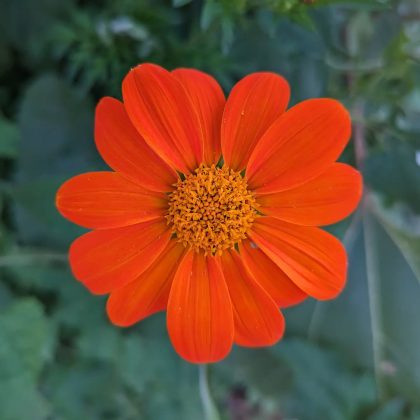 Mexican Sunflower