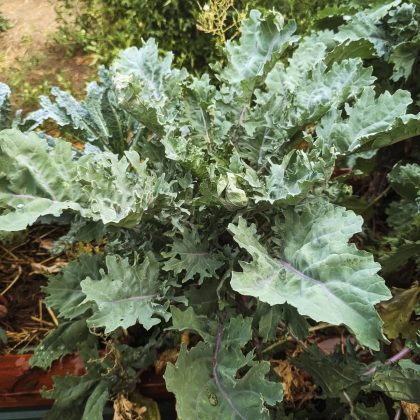 Kale - Red Russian